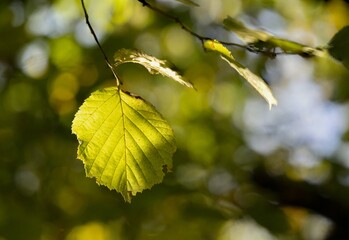Colorful autumn leaves detail on autumn background.