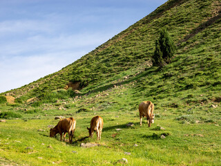 Kühen in den Bergen, in Dersim