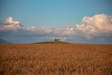 Fototapeta premium golden wheat field