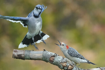 Fototapeta premium Female Red Bellied woodpecker fighting Blue Jay off feeder with fall colours in background