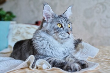 Naklejka na ściany i meble Gray cat resting lying at home on the bed
