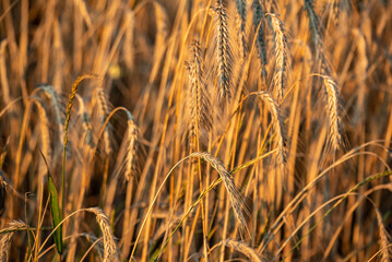 field of wheat