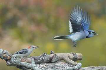 Red Bellied Female woodpecker fighting Jays off feeder against fall colours