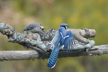 Female Red Bellied woodpecker, dominant bird, chasing Blue Jay off feeder of sunflower seeds against fall colours