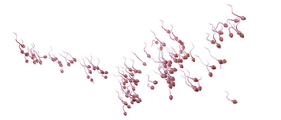 Human sperm cells flow, 3d render. Sperm, isolated on a white background. - obrazy, fototapety, plakaty