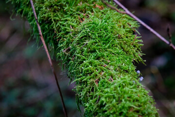 Macro photography of a plant: detail shot with background blur.