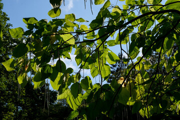 Macro photography of a plant: detail shot with background blur.