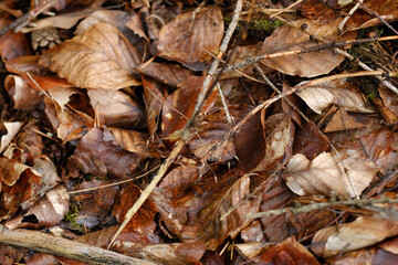 Macro photography of a plant: detail shot with background blur.