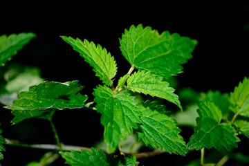 Macro photography of a plant: detail shot with background blur.