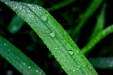 Macro photography of a plant: detail shot with background blur.