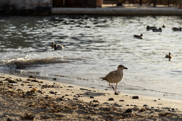 Möve im Sonnenuntergang vor einem Restaurant in Port d’Andratx | Hafen | Mallorca | Spanien