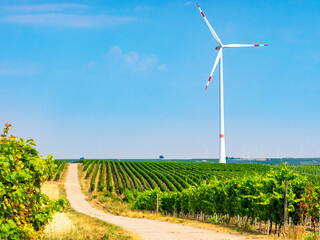 Windrad, Windturbine in den Weinbergen 
Grüne erneuerbare Energien.