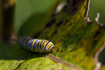 Monarch caterpillar on a leaf