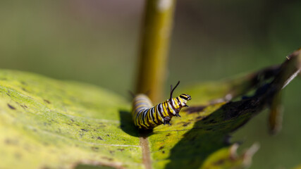 Monarch caterpillar on a leaf