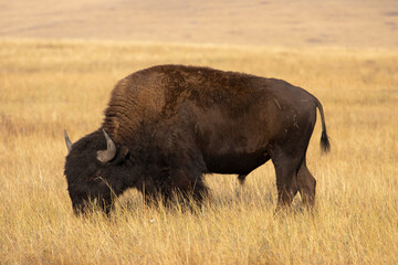 Bison grazing on the prairie at the National Bison Range in Montana