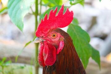 portrait of a rooster