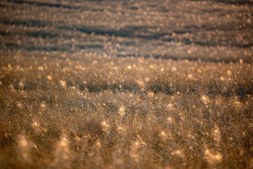 sunset in the grass