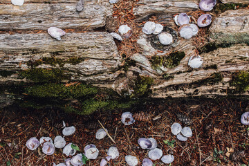 clam shells on old log outdoors - Powered by Adobe