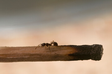 Argentinian ant on a wooden match