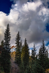 clouds over the forest