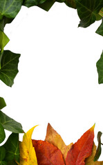 Fototapeta premium autumn leaves frame
