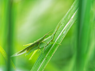 オンブバッタの交尾