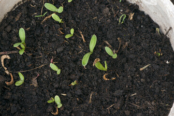plants on a pot in the garden 