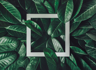 natural minimal creative composition of dark green leafs backgrounds with white frame in the midle.