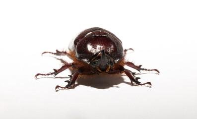 European rhinoceros beetle (Oryctes nasicornis) is a large flying beetle belonging to the subfamily Dynastinae. Imago, a male insect.