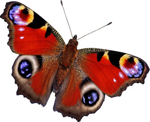 Peacock butterfly isolated png image - obrazy, fototapety, plakaty