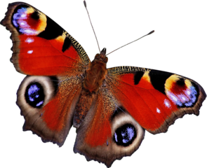 Peacock butterfly isolated png image