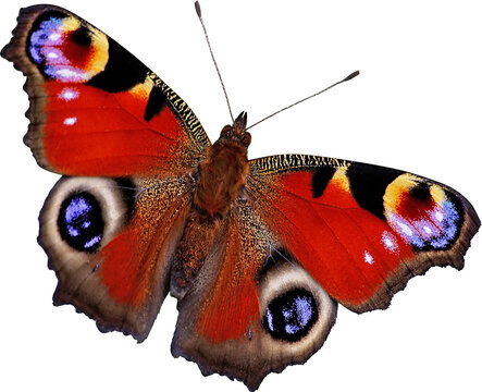 Peacock butterfly isolated png image
