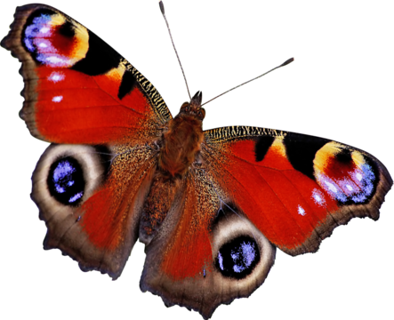 Peacock butterfly isolated png image