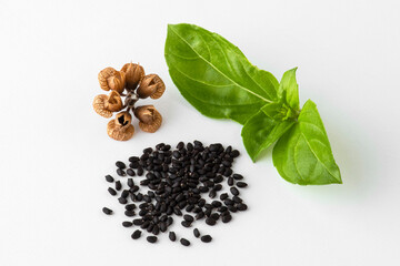 Basil leaves and seeds harvested on a white background