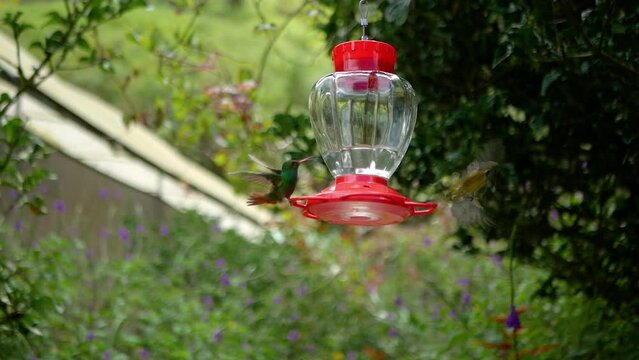 Hummingbirds drinking water from birdbath