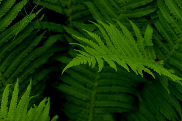 Beautiful fern with lush green leaves growing outdoors, closeup