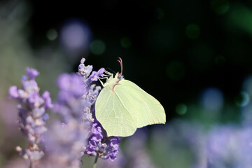 Beautiful butterfly in lavender field on sunny day, closeup