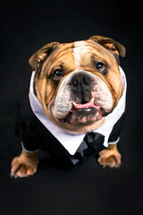 Obraz premium PERRIN