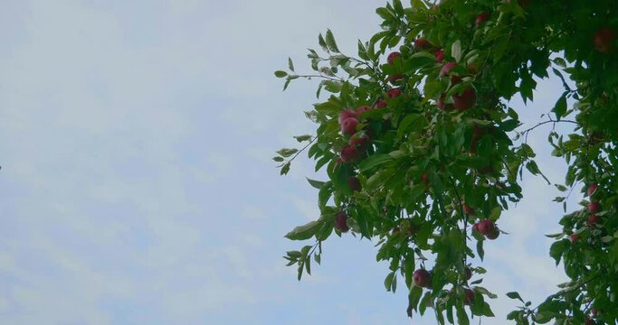 branch of an apple tree