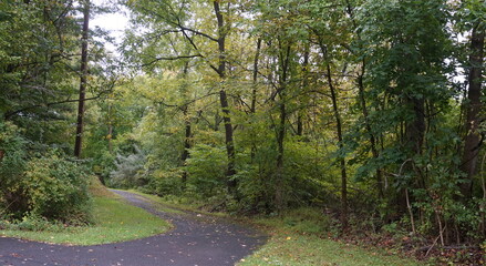 Winding Trail Through Green Woodland