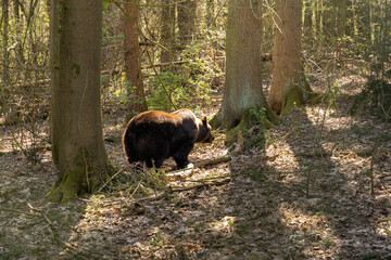 Eurasian brown bear standing in the sun and enjoying its life. A cute wild animal from behind in...