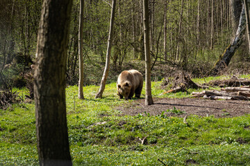 Brown bear eating grass on a meadow in the woodlands. The hungry animal is peaceful and standing...