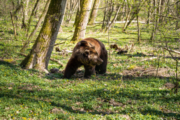 A brown bear standing in the woodlands looking to the right. Wild animal in the nature. Dangerous Ursus arctos from Europe. This bear is circa 20 years old. The sun is shining during spring season.
