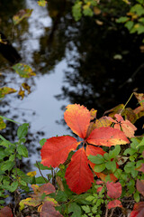 Bright orange Virginia creeper vine on a bank above a stream reflecting dark trees in vertical format.