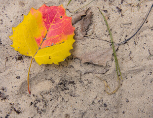 A bright yellow and orange poplar leaf in a sandy path.
