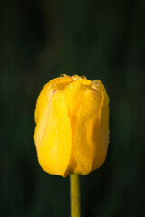 The garden tulip (lat. Tulipa gesneriana), of the family Liliaceae. Central Russia.