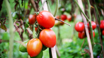 Fresh fruits of tomatoes on the plantation 