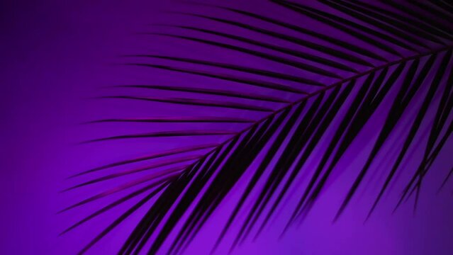 Tropical and palm leaves in vibrant bold gradient holographic neon colors. Video