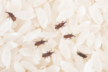 rice weevil insect damaged rice grain. - obrazy, fototapety, plakaty