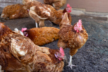 Hens in the chicken farm. Organic poultry house.